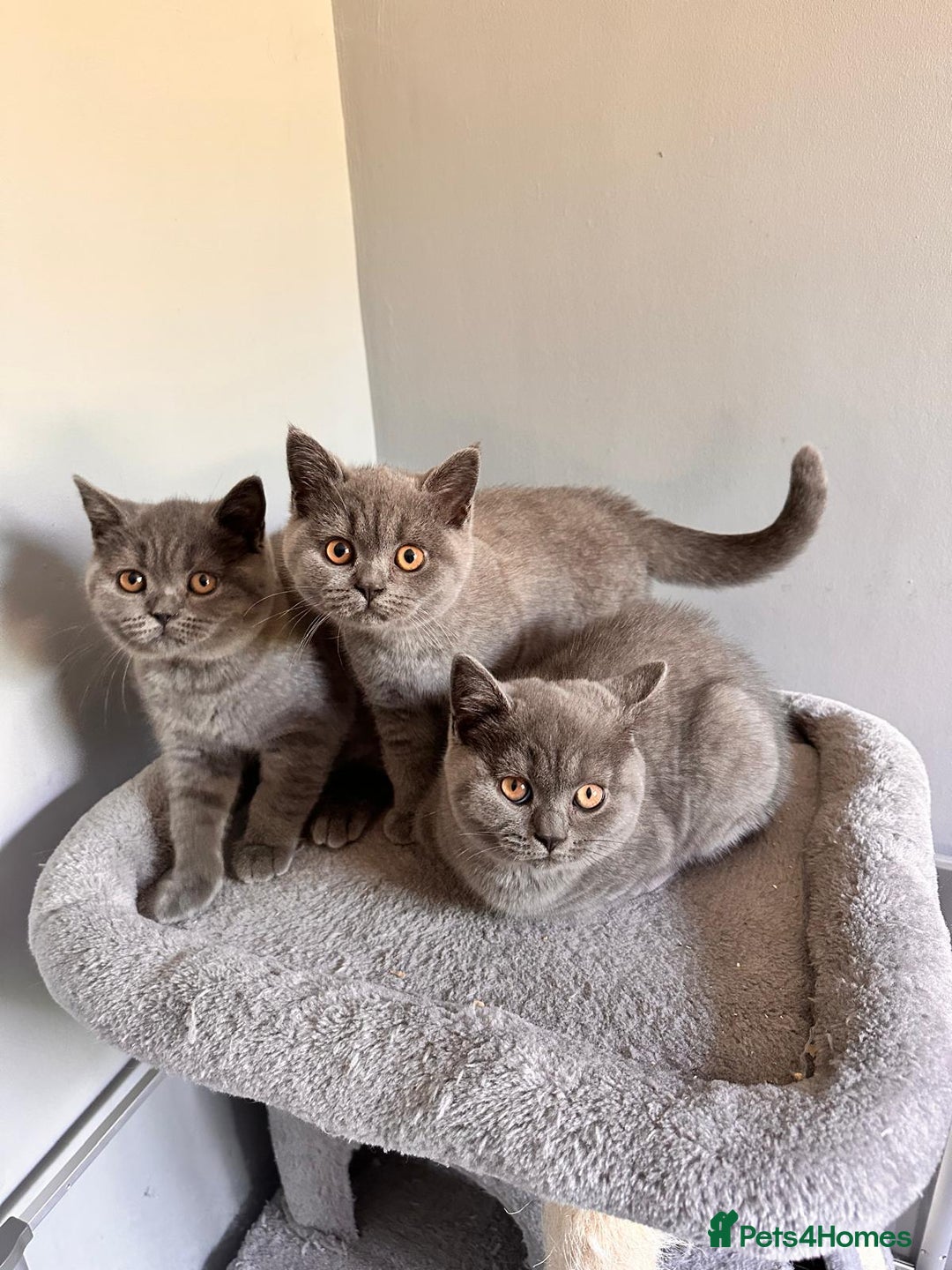 British Shorthair cats for sale: GCCF REG. ACTIVE BSH KITTENS SHOW LINES - Image 5