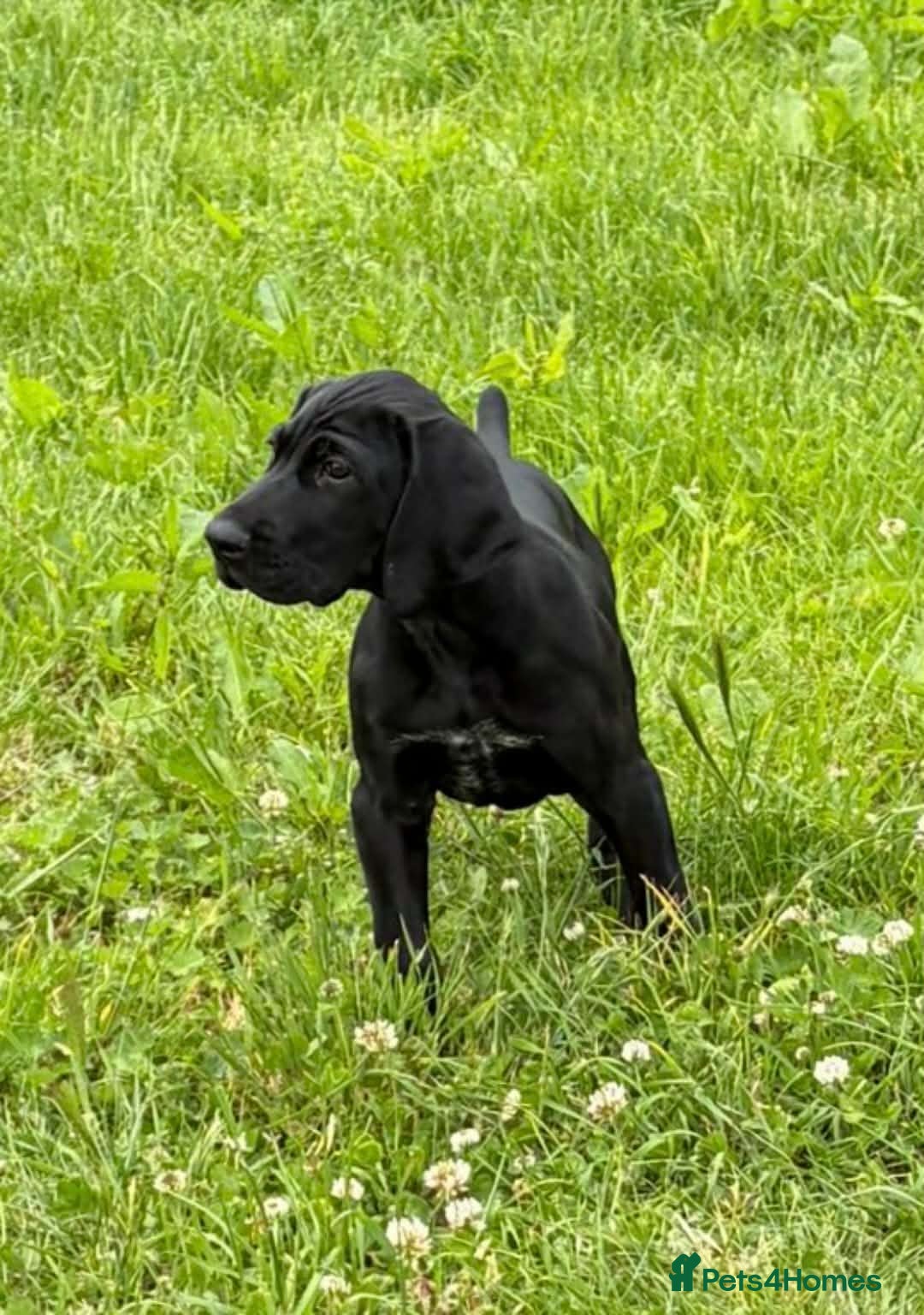 German Shorthaired Pointer dogs Fantastic KC registered Solid working GSP's. - Advert 1