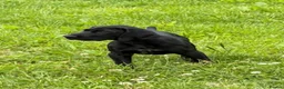 German Shorthaired Pointer dogs for sale: Fantastic KC registered Solid working GSP's. - Advert 1