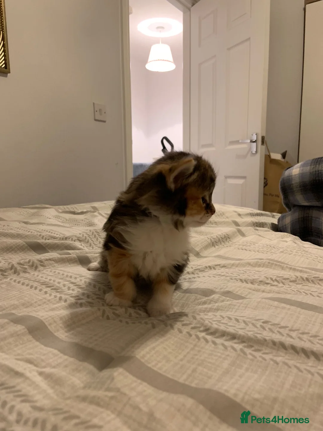 Mixed Breed cats for sale: Beautiful Playful Kittens Ready for Loving Homes - Advert 11