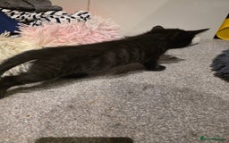 British Longhair cats for sale: 7 kittens boys and girls. British longhair cross  - Image 10