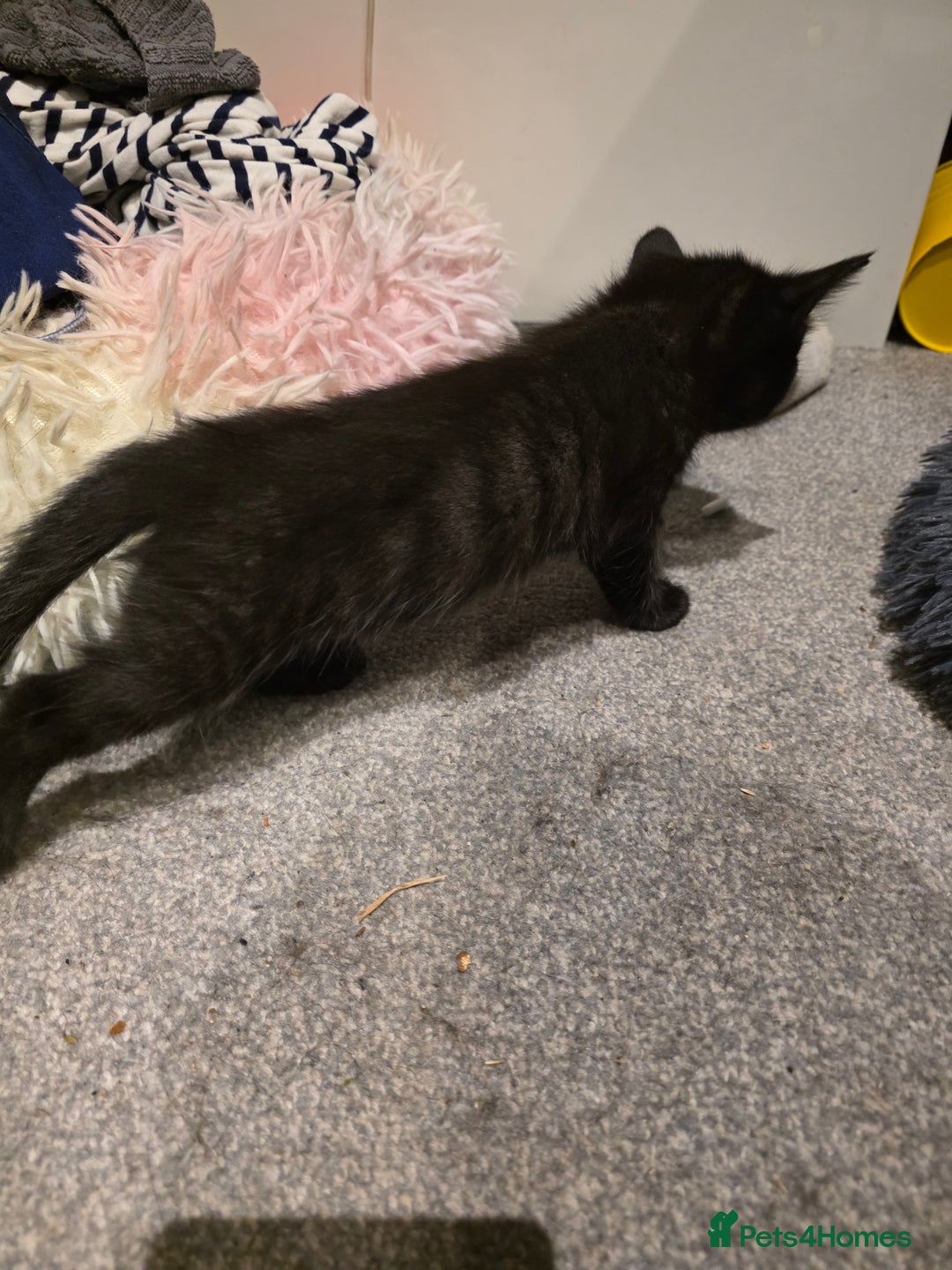 British Longhair cats for sale: 7 kittens boys and girls. British longhair cross  - Image 10