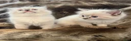 Ragdoll cats for sale: Outstanding GCCF Seal Lynx Ragdoll Kittens 🐾 - Advert 21