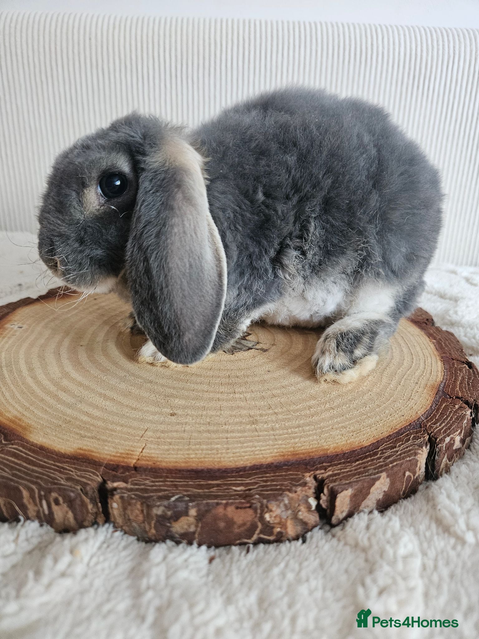 Mini Lop rabbits Purebred Mini Plush Lops Blues & Orange  - Advert 1