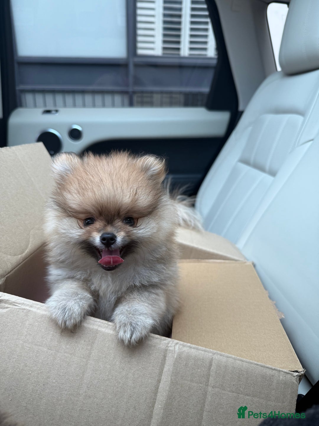 Pomeranian dogs for sale: 2 Pomeranian boys for sale in London  - Image 6
