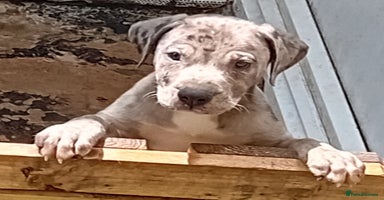 Mixed Breed dogs - Advert 11