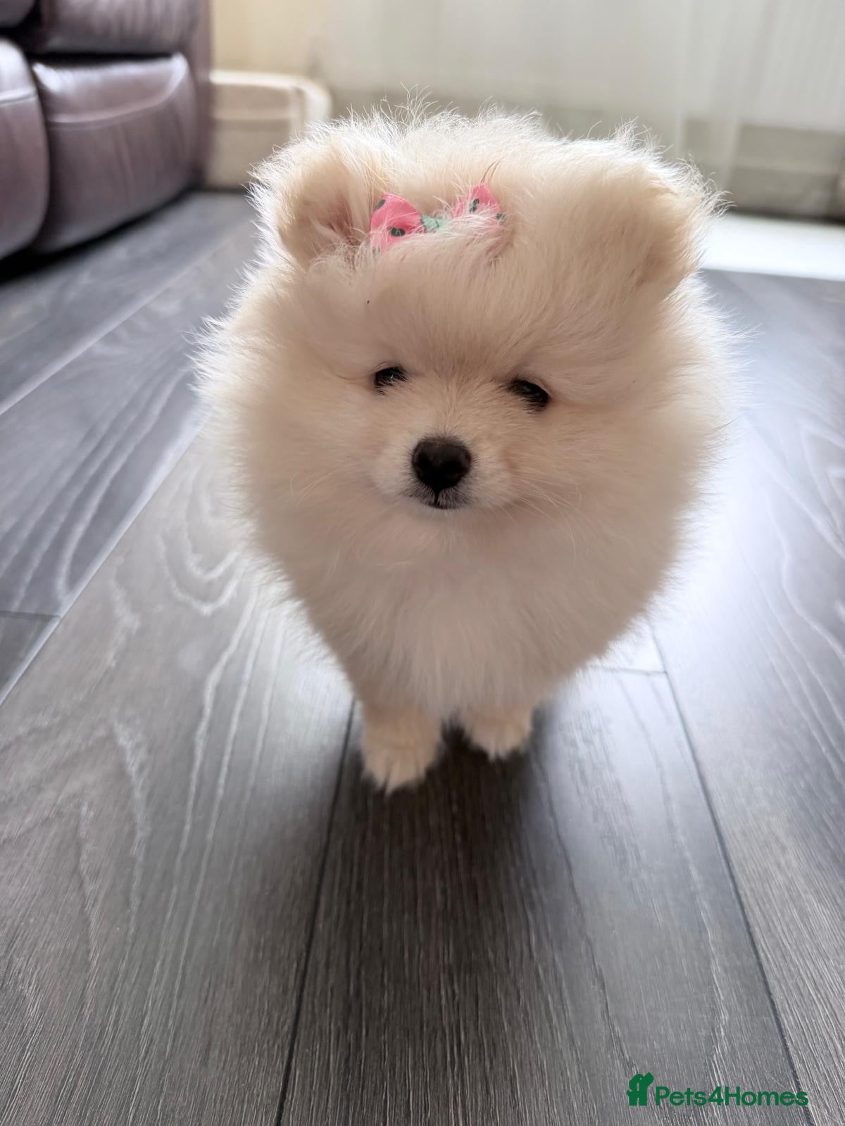 Pomeranian dogs 🌟 Luxury Pomeranian Puppies 🌟  - Advert 2