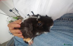 Guinea Pig rodents for sale: 2 Male Guinea Pigs - Have to go together  - Image 10
