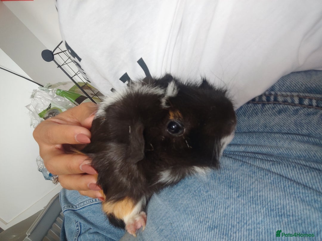 Guinea Pig rodents for sale: 2 Male Guinea Pigs - Have to go together  - Image 10