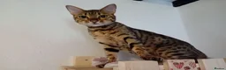 Bengal cats for sale: 4x Girls & 4x Boys – Stunning Bengal cross Kittens - Advert 40