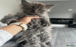 Maine Coon cats for sale: Maine Coon X  - Image 2