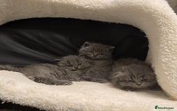 British Shorthair cats for sale: British shorthair  - Image 9