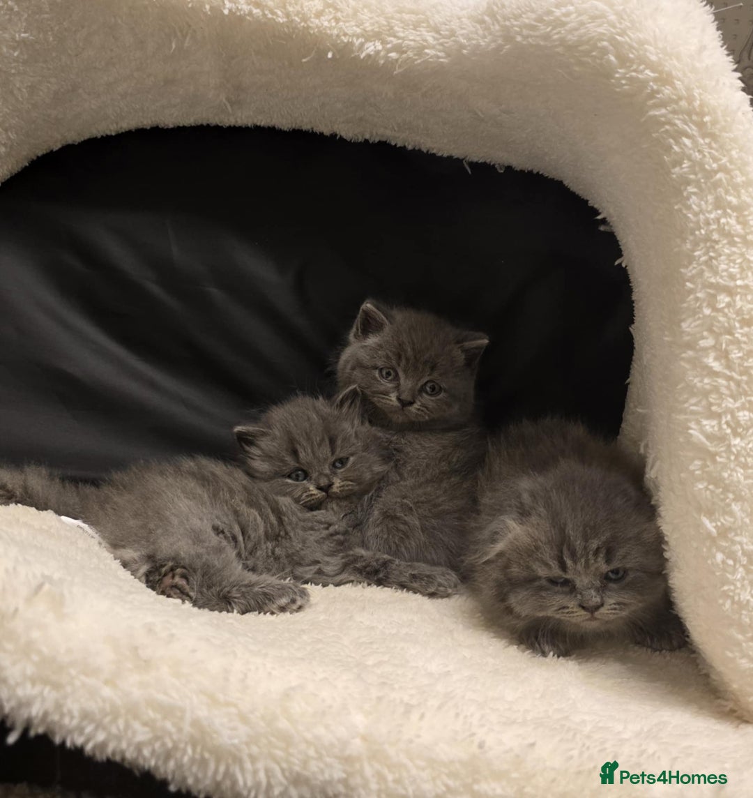 British Shorthair cats for sale: British shorthair  - Image 9