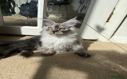 Maine Coon cats for sale: Pedigree ”TICA” kittens  - Image 7