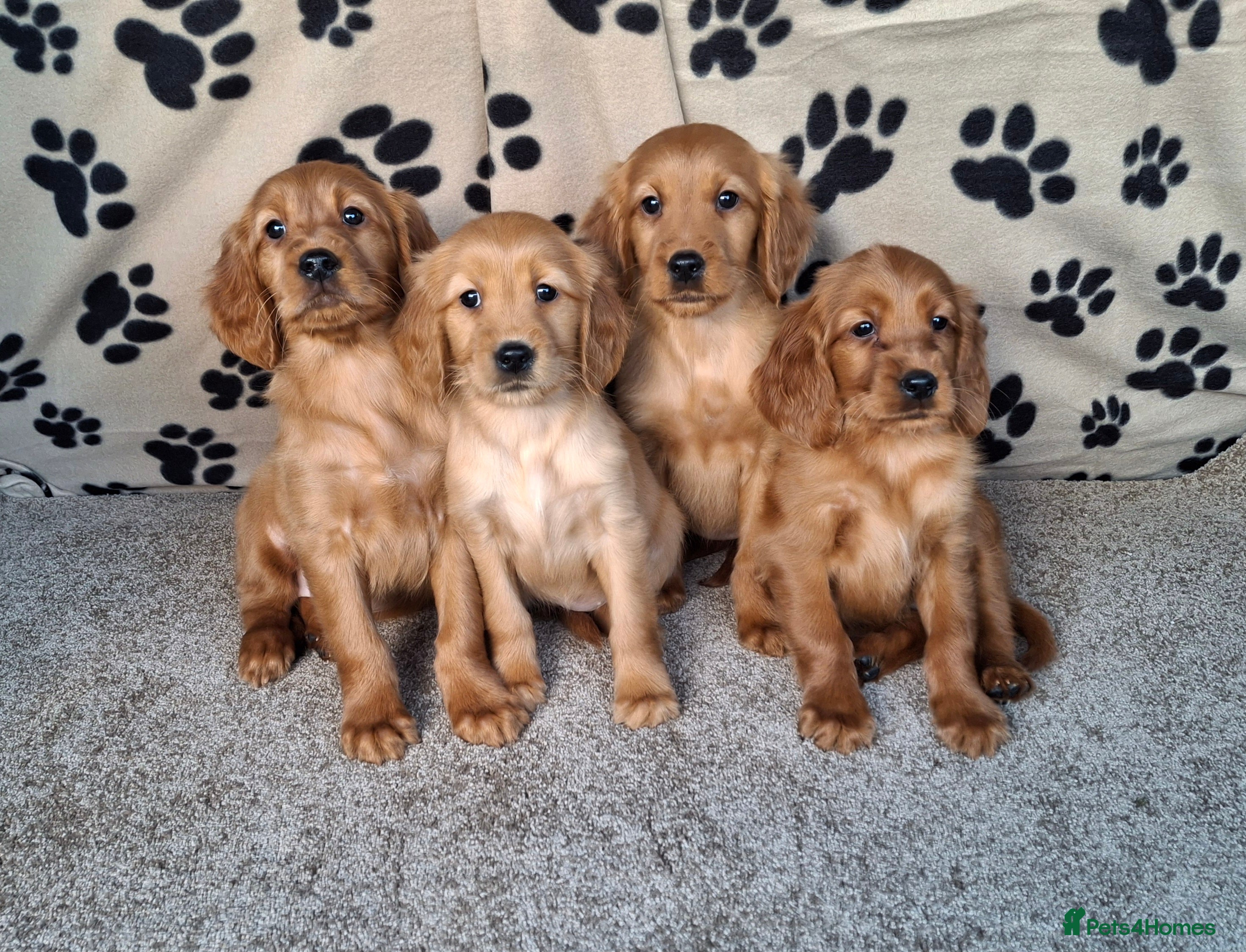 Mixed Breed dogs Beautiful golden irish puppies. - Advert 1