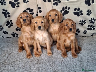 Mixed Breed dogs Beautiful golden irish puppies. - Advert 4