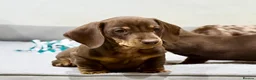 Miniature Dachshund dogs for sale: Quality KC Registered Miniature Dachshund Litter - Advert 5