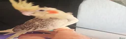 Cockatiels birds for sale: Hand reared baby cockatiel s  - Advert 6