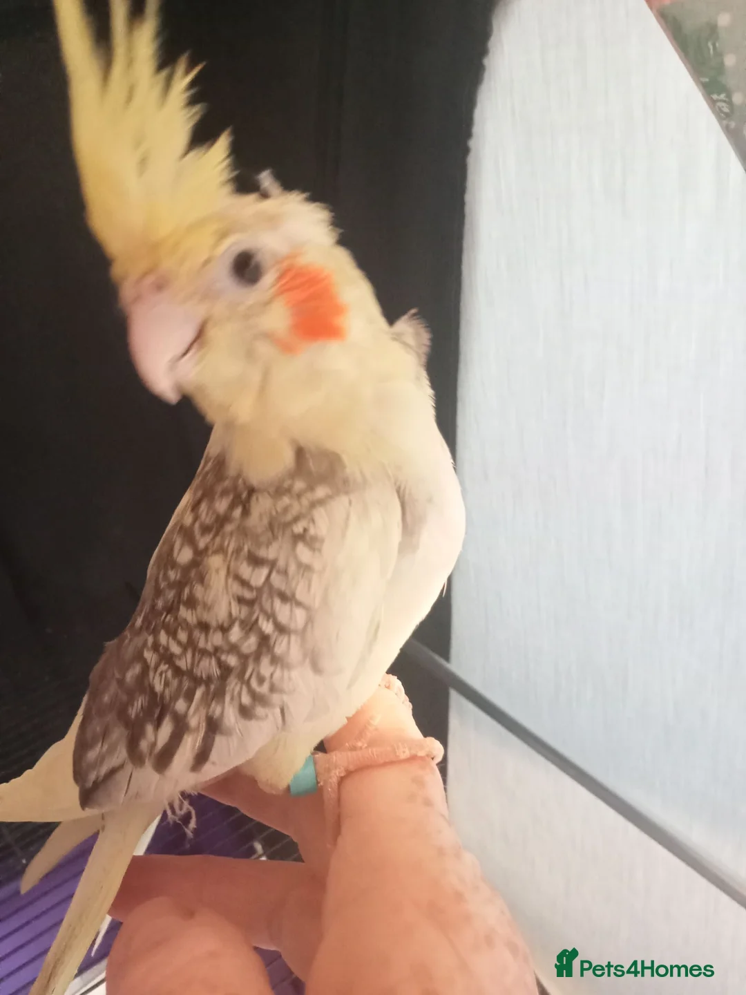 Cockatiels birds for sale: Hand reared baby cockatiel s  - Advert 6