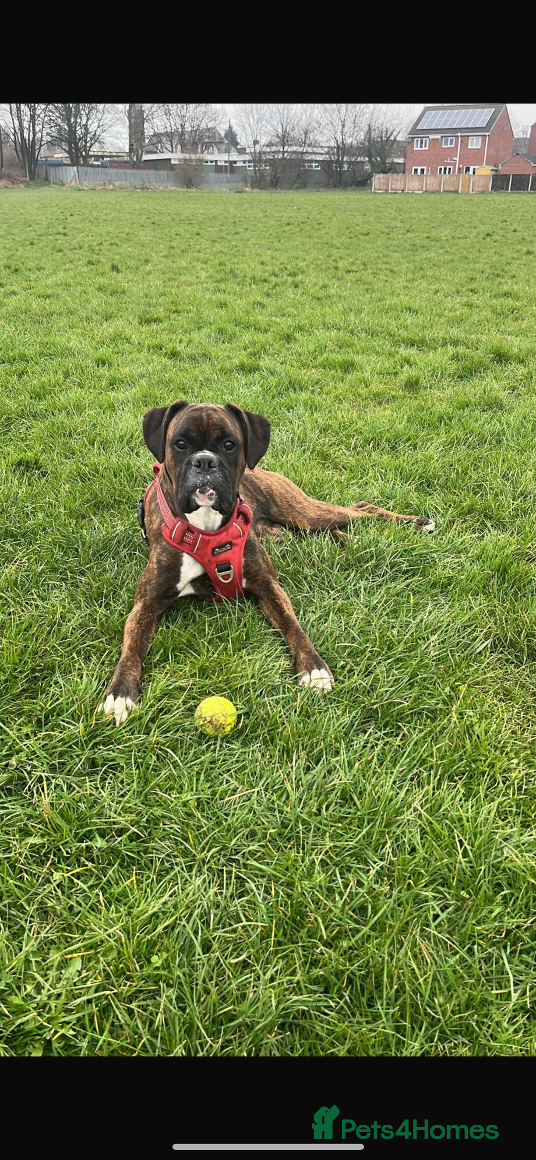 Boxer dogs for sale: Gorgeous Kc Boxer Puppies - Image 21