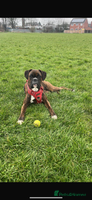 Boxer dogs 2 Brindle Girls Left Kc Boxer Puppies - Advert 3