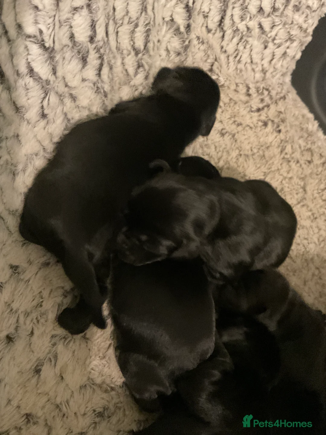 Springador dogs for sale: Springador puppies - Advert 9