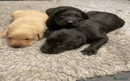 Labrador Retriever dogs for sale: Black and red KC Labrador puppies  - Image 5