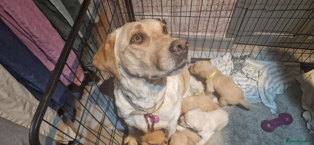 Labrador Retriever dogs for sale: 8 golden/fox red labradors  - Advert 4