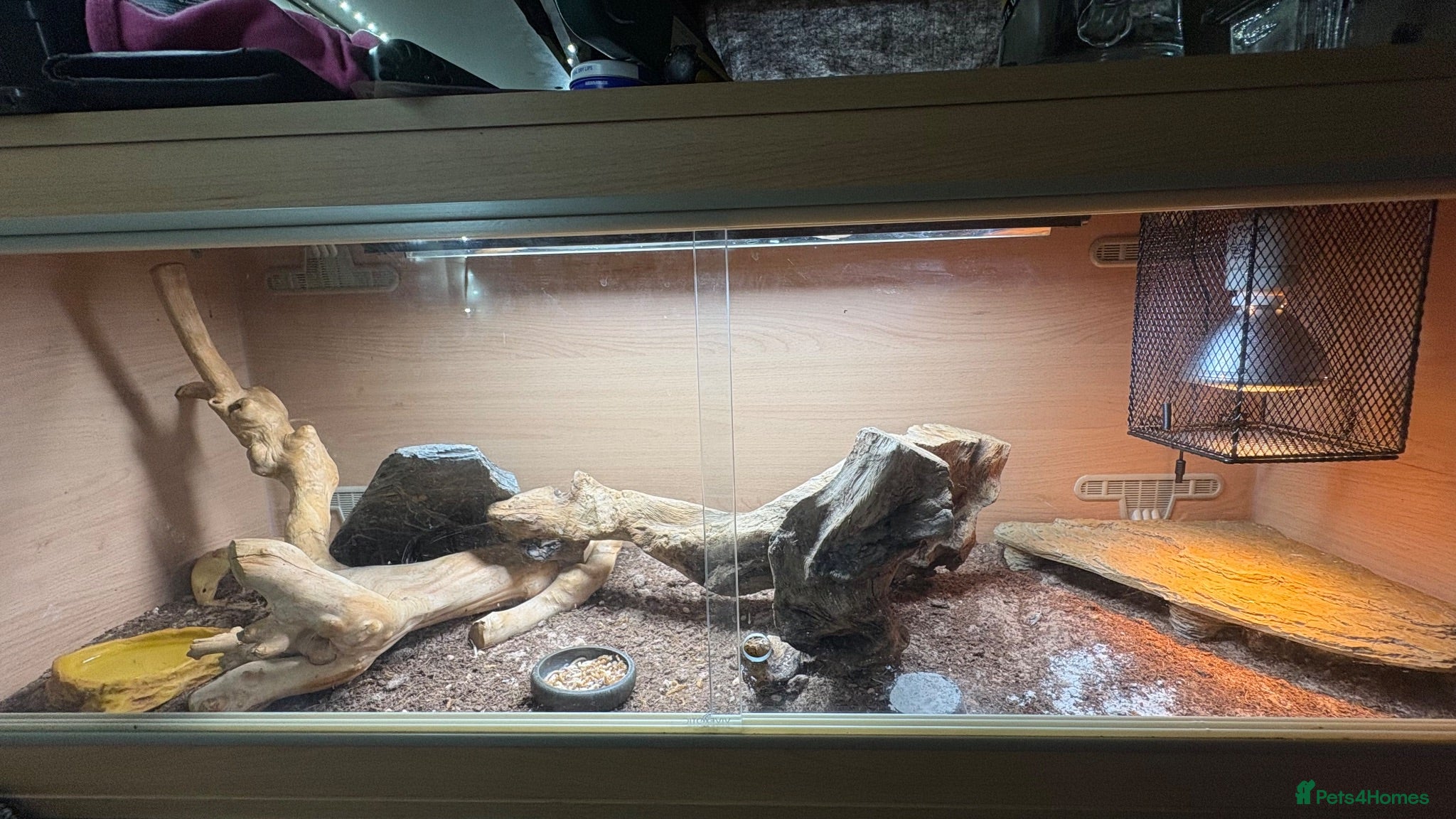 Leopard Gecko reptiles Juvenile leopard gecko - Advert 1