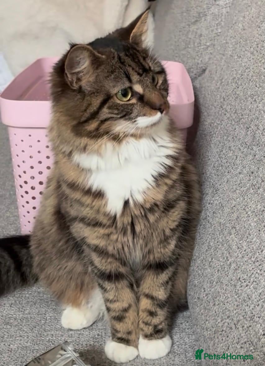 Mixed Breed cats Cute tabby & black kitttens - ready soon. - Advert 2