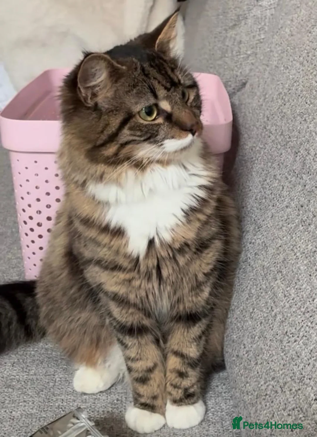 Mixed Breed cats for sale: Cute tabby & black kitttens - ready soon. in Watford - Advert 1