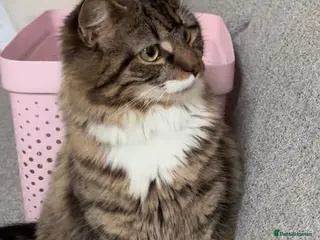 Mixed Breed cats Cute tabby & black kitttens - ready soon. - Advert 2