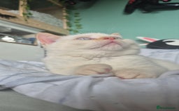 British Shorthair cats for sale: (💙LAST WHITE KITTEN🤍) Stunning Pure BSH kittens  - Advert 1