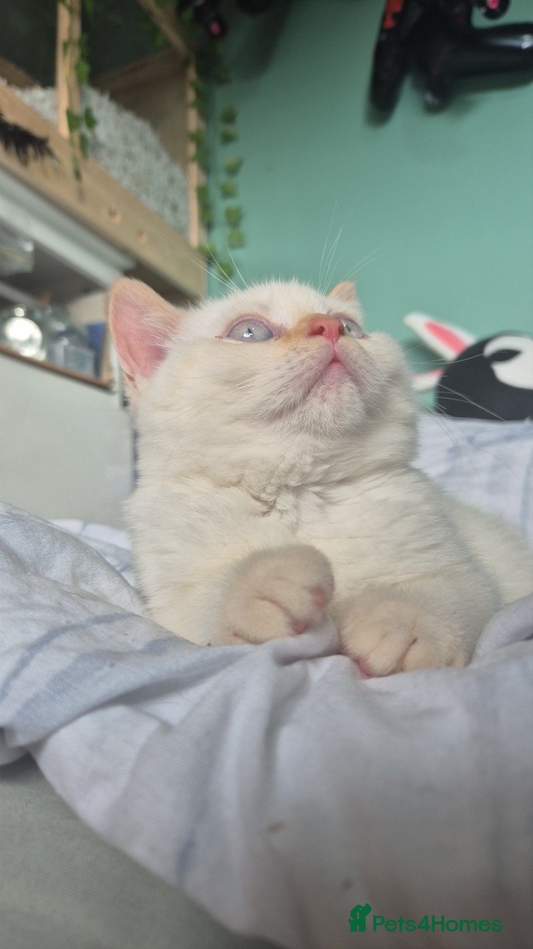 British Shorthair cats for sale: (💙LAST WHITE KITTEN🤍) Stunning Pure BSH kittens  - Advert 1