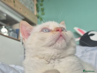 British Shorthair cats for sale: (šLAST WHITE KITTENš¤) Stunning Pure BSH kittens - Advert 1