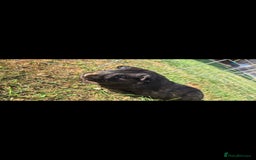 Guinea Pig rodents for sale: male guinea pig - Image 1