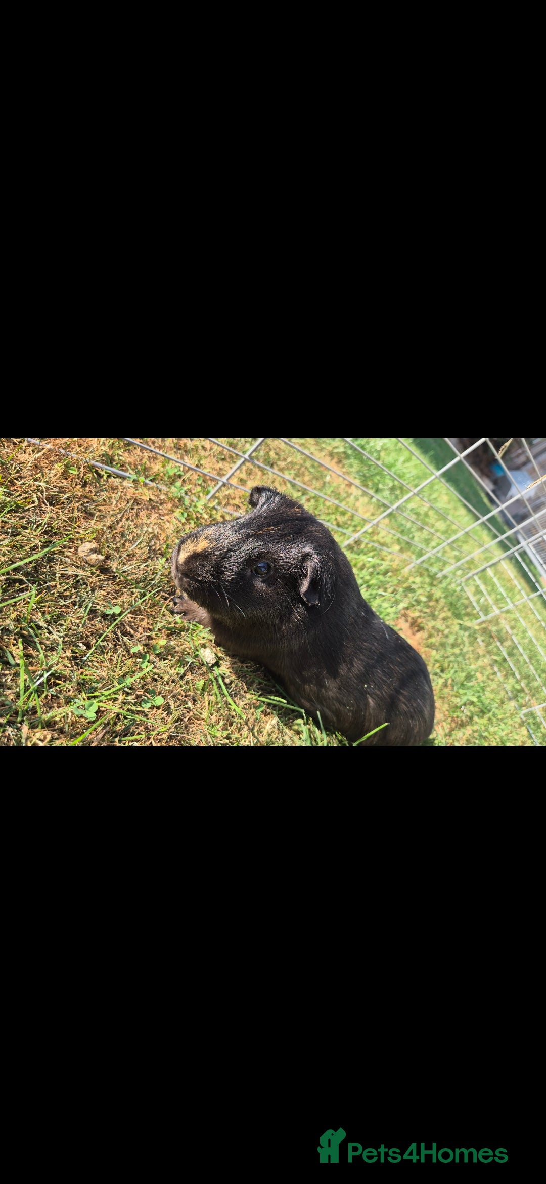 Guinea Pig rodents for sale: male guinea pig - Image 1