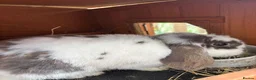 Mini Lop rabbits for sale: Beautiful Mini Lop - Advert 4