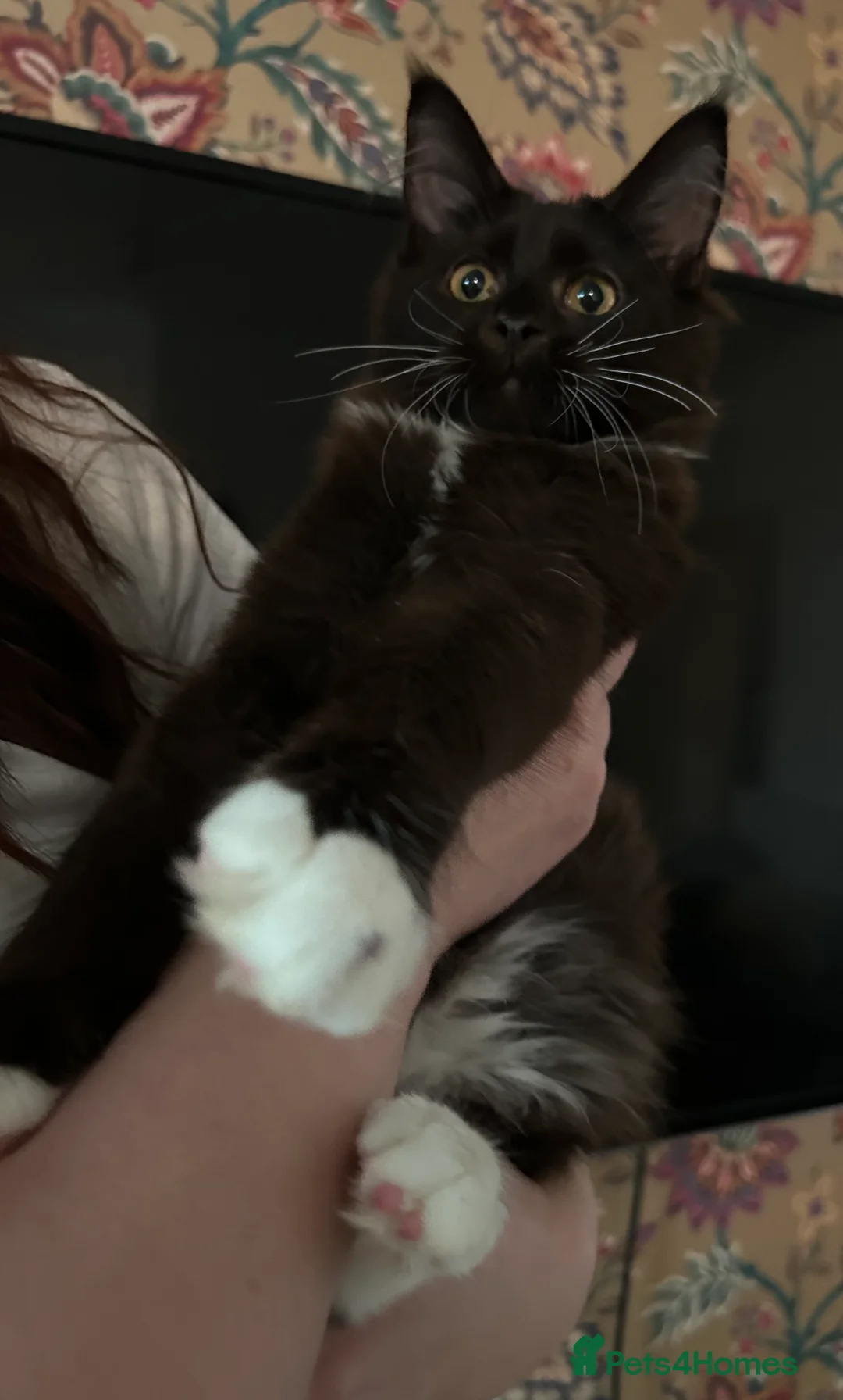 Maine Coon cats for sale: Last Maine coon girl  - Advert 6