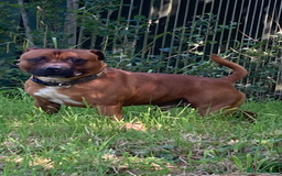 Staffordshire Bull Terrier dogs for sale: Beautiful kc reg.red brindle & white puppies - Image 12