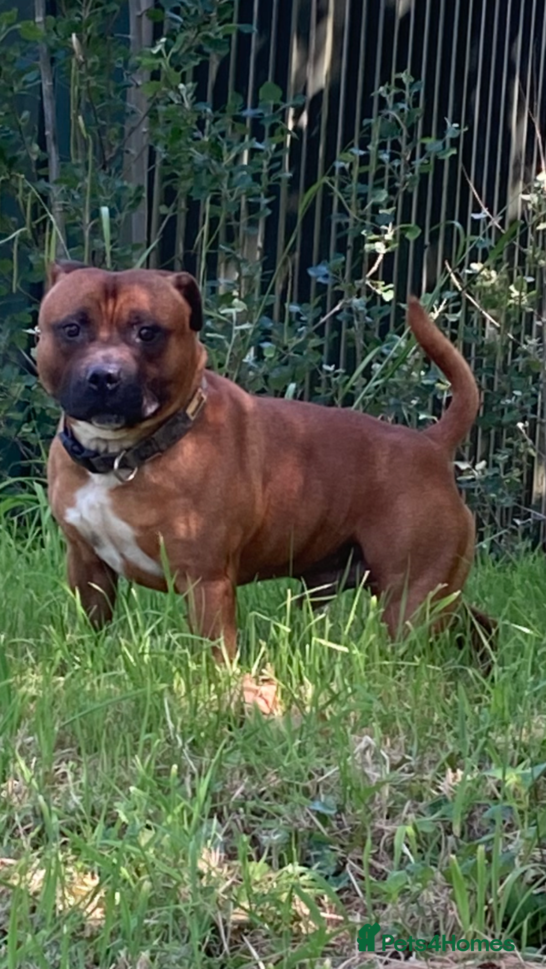 Staffordshire Bull Terrier dogs for sale: Beautiful kc reg.red brindle & white puppies - Image 12