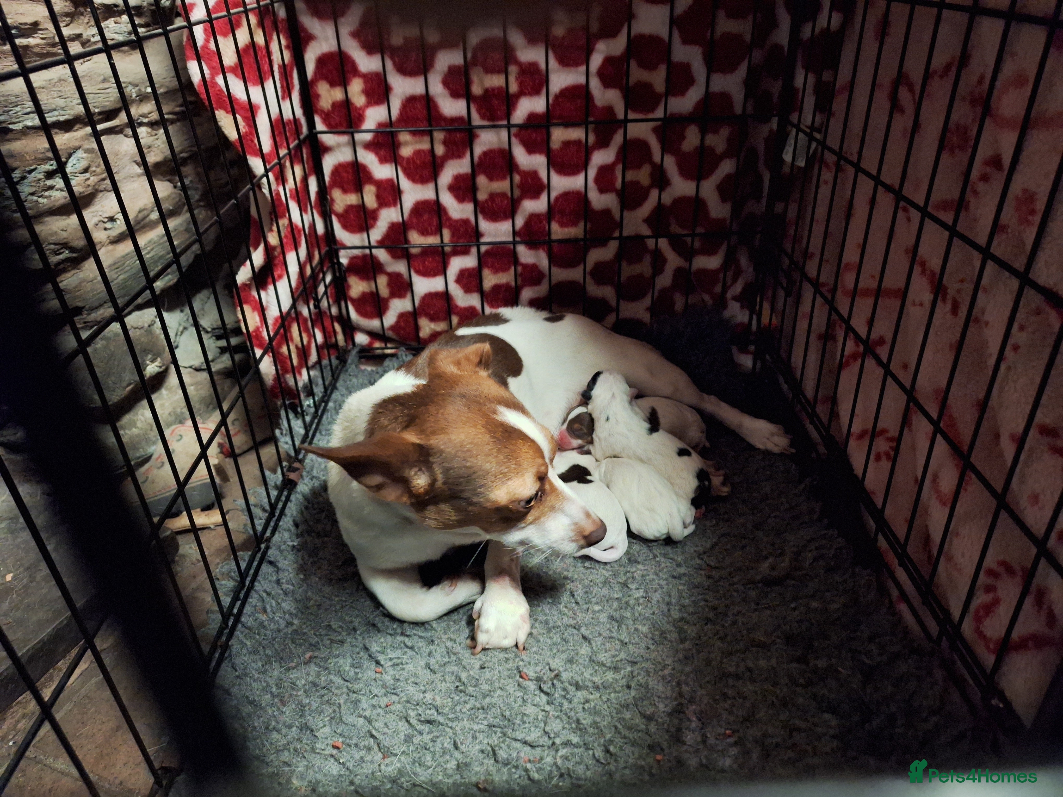 Jack Russell dogs Jack Russell Puppies  - Advert 1