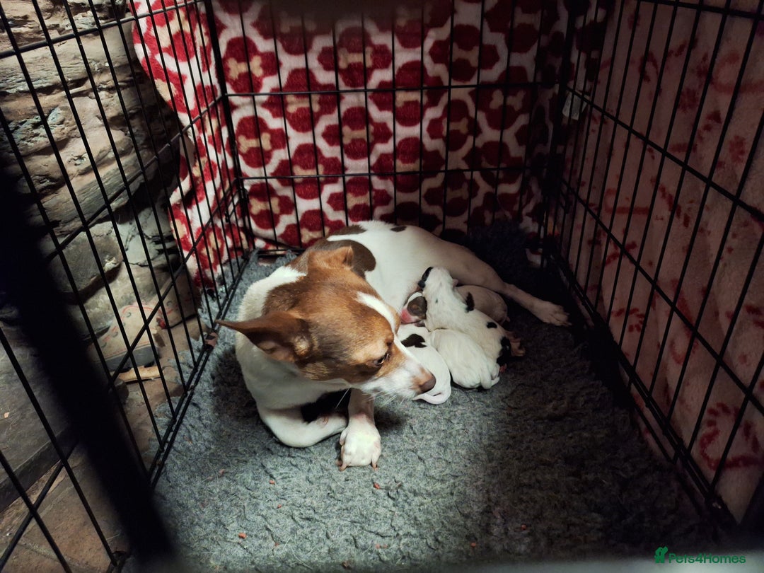 Jack Russell dogs for sale: Jack Russell Puppies  - Advert 1