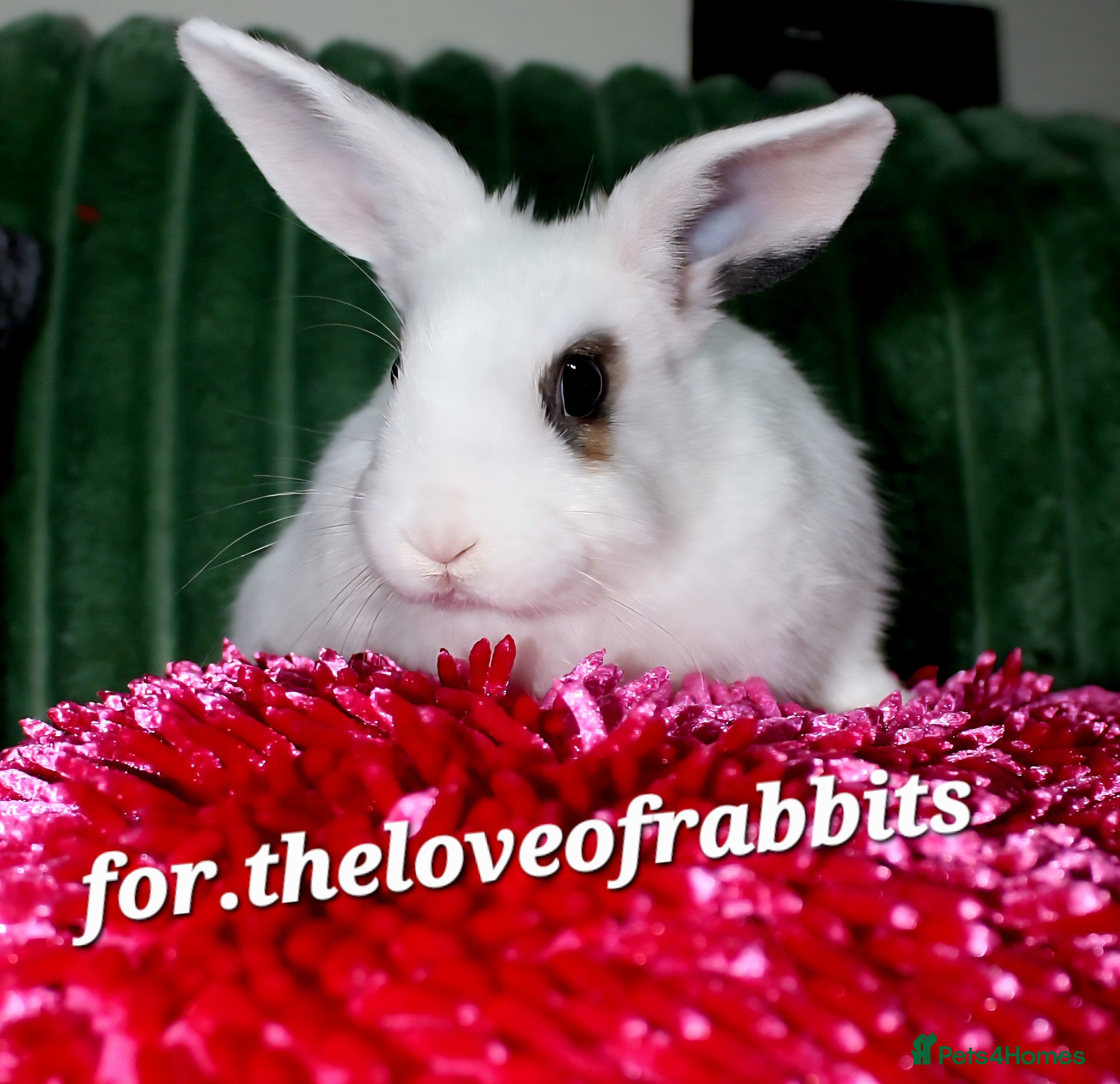 Lionhead rabbits Lionhead Doe  - Advert 2