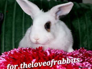 Lionhead rabbits Lionhead Doe - Advert 2