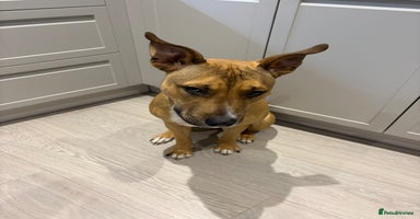 Mixed Breed dogs - Advert 3