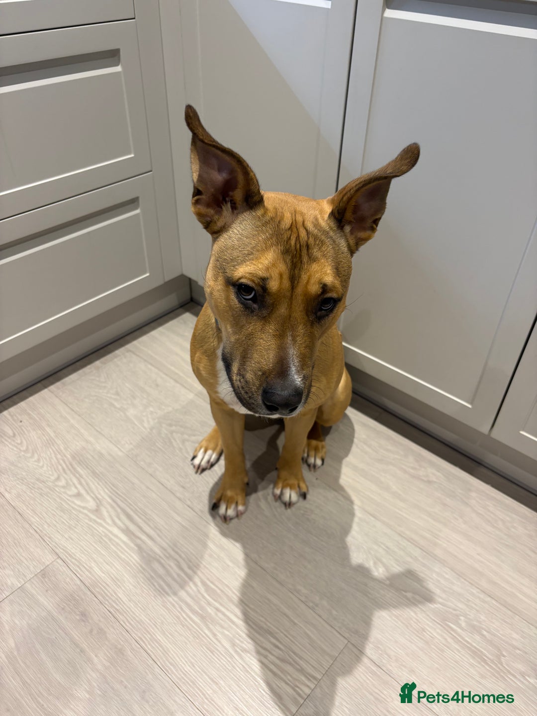 Mixed Breed dogs for sale: Hugo up for Adoption - Image 2