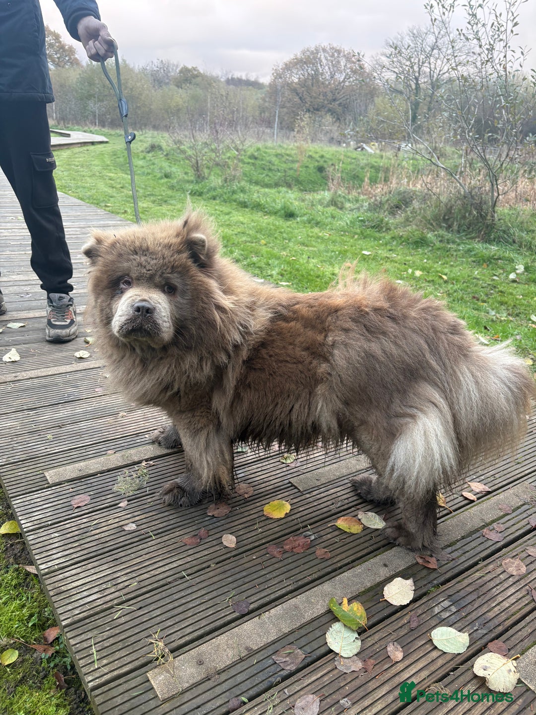 Chow Chow dogs for sale: LILAC FEMALE CHOW CHOW PARIS  - Advert 2