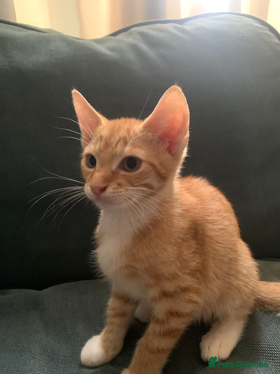 Mixed Breed cats for sale: Kittens for sale - Image 9