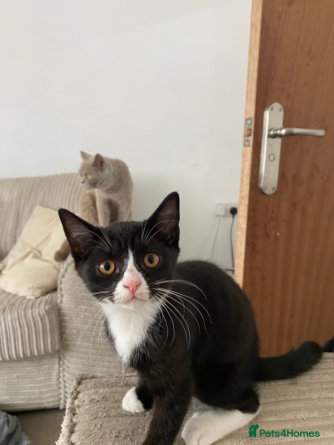 Mixed Breed cats for sale: ✨ Last 3 Adorable Mixed British Shorthair ✨ - Image 8
